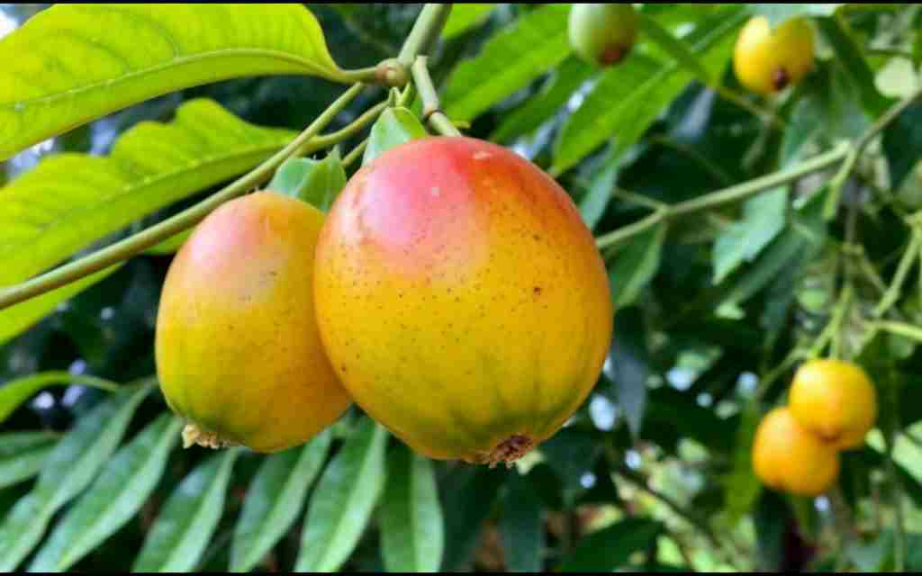 Maracuya: Everything You Absolutely Need to Know About Passion Fruit 2 Passion fruit vines with ripe fruits in a tropical garden.
